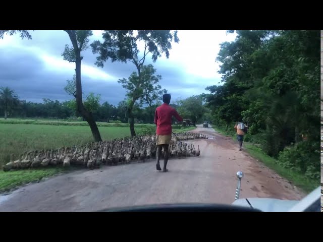 ১০০০ হাস একসাথে