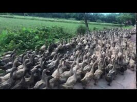 হার্ট দূবল যাদের দেখে ভয় পাবেন হাস দেখে