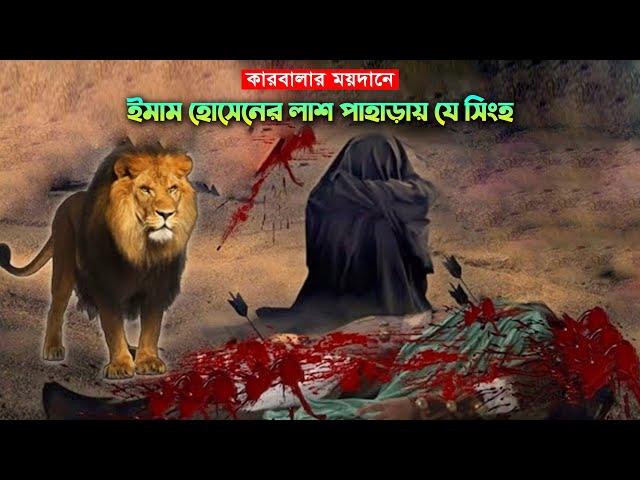 কারবালার ময়দানে ইমাম হোসেনের লাশ পাহাড়ায় যে সিংহ – Imam Hossain Karbalar kahini
