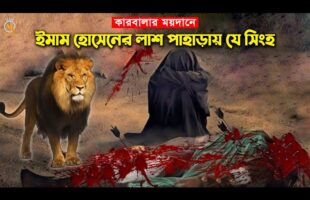 কারবালার ময়দানে ইমাম হোসেনের লাশ পাহাড়ায় যে সিংহ – Imam Hossain Karbalar kahini