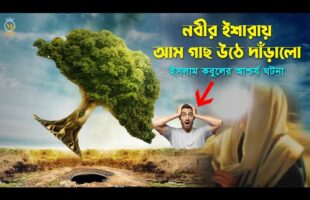 নবীর (সাঃ) ইশারায় আম গাছ উঠে দাঁড়ালো ইসলাম কবুলের আশ্চর্য ঘটনা surprising event acceptance of Islam